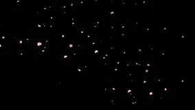Cherry blossom petals flutter down. This is a video clip of fluttering cherry blossom petals. - Powered by Shutterstock - Get 15% off with code: PIKWIZARD15