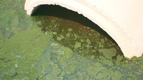 A body of water heavily polluted with organic substances (last stage) - saturation with phosphorus and nitrogen, reproduction of phyto-zoo organisms and their death. Anthropogenic eutrophication