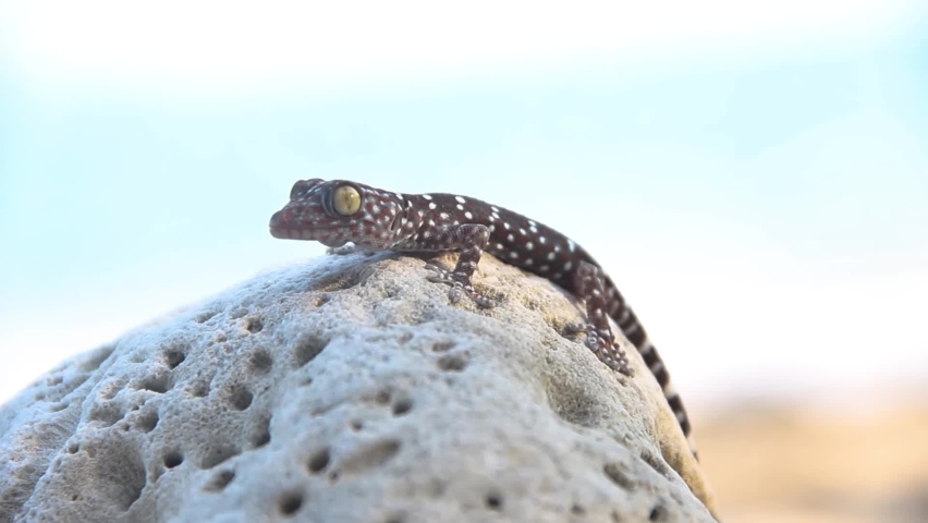 Herpetology.Gray-colored Toki Gecko (Gekko gecko) on rock of Thailand. Close up, method of abdominal breathing is clearly visible, adaptive changes color of skin - normal color patterns of environment Royalty-Free Stock Footage #1060148045