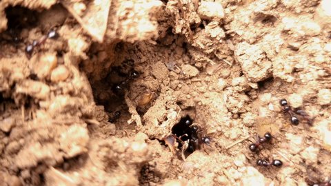 Close up view of black ants working on ground nest,animal insect wildlife 
