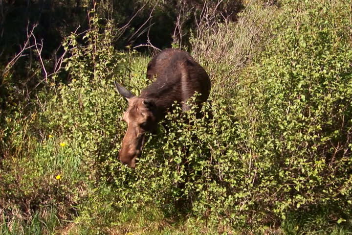 NTSC: Moose walking to water & drinking