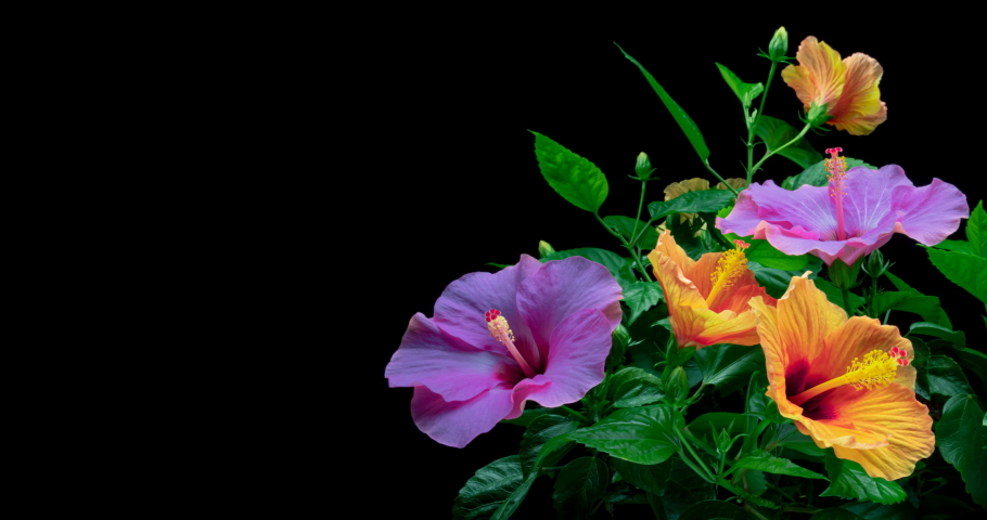 Timelapse of purple and orange hibiscus flowers blooming on black background. Springtime. Mother's day, Holiday, Love, birthday, Easter background design. 4K Royalty-Free Stock Footage #1060150958