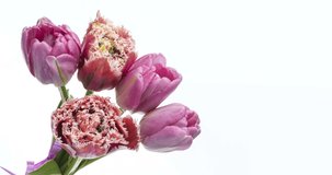 Beautiful bouquet of pink tulips.Timelapse of blooming flowers in bouquet of pink tulips on light background, close-up. Holiday bouquet. Wedding backdrop, Valentine's Day concept.4K video