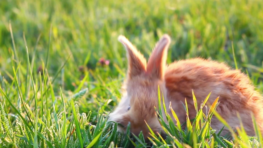 a small fluffy eared rabbit sits on a green meadow and eats young green grass close-up, in the evening, with bright warm sunlight. Easter Bunny	
 Royalty-Free Stock Footage #1060153154