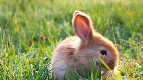 a small fluffy eared rabbit sits on a green meadow and eats young green grass close-up, in the evening, with bright warm sunlight. Easter Bunny	
