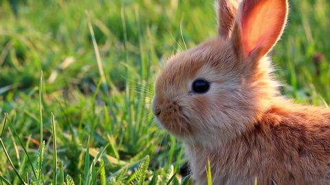 a small fluffy eared rabbit sits on a green meadow and eats young green grass close-up, in the evening, with bright warm sunlight. Easter Bunny	
