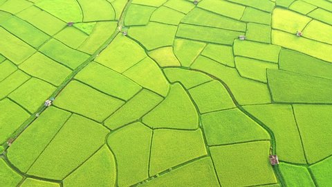 Aerial view of agriculture in paddy rice fields for cultivatio, agricultural land with green in countryside, Agriculture concept growing rice plants in nan province, Thailand. Nature Aerial footage 