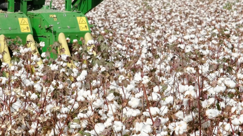 Cotton Field. Cotton harvest by agriculture combine. Slow motion Royalty-Free Stock Footage #1060155431