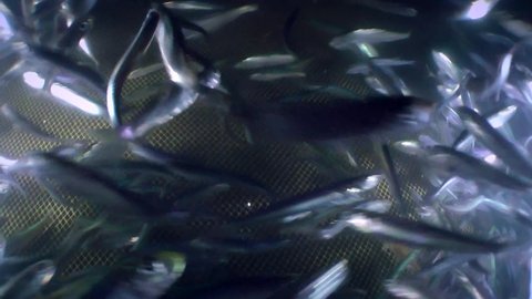 The camera slowly moves through a flock of sea fish anchovy inside the fishing net, the sound of beating fish is heard.