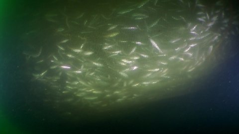 Fish in a fishing trawl: inside a net bag different types of sea fish are trying to find a way out.
