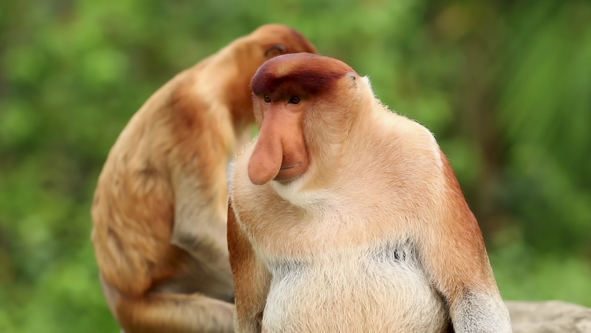 4k of a Proboscis Monkey with a shocked and confused facial expression in the rainforest of Malaysian Borneo. | Shutterstock HD Video #1060157504