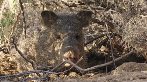 Collared peccary lying in shadow, New Mexico, USA
