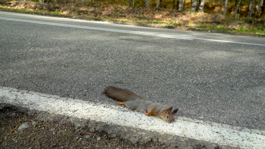 A dead squirrel lies on the road, just been killed by a car. Death of wild animals on the roads.