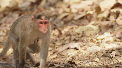 Goa, India. Bonnet Macaque - Macaca Radiata Or Zati. Monkey Walking On Park Road.