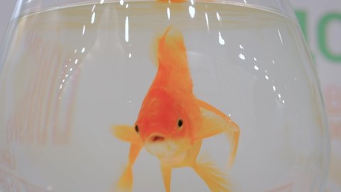 Goldfish Stock Video Footage 4k And Hd Video Clips Shutterstock