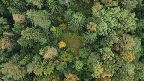 Autumn in forest aerial top view. Mixed woods, green conifers, trees with yellow leaves. Flight over treetops. Fall season colors in woodland. Drone zoom out spin above colorful texture in nature