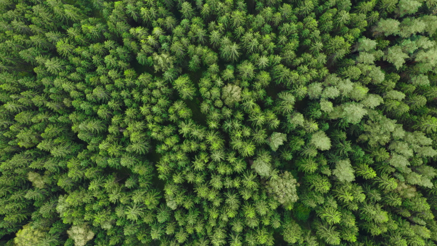 Top down view of green pine forest, woodland. Aerial time-lapse, timelapse. Overhead treetops swaying in wind. Colorful texture in nature. Flight over conifers woods, natural background in fast motion | Shutterstock HD Video #1060164653