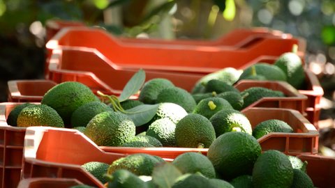 Avocado boxes in plantation with avocados fruit just harvested