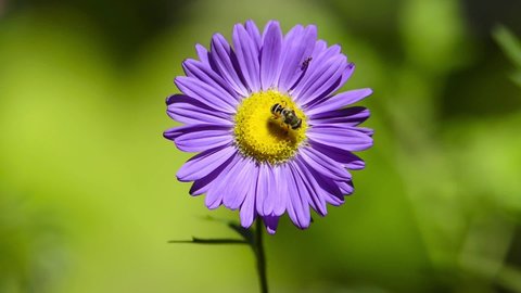 Flying Honey Bee landing on a beautiful purple flower.