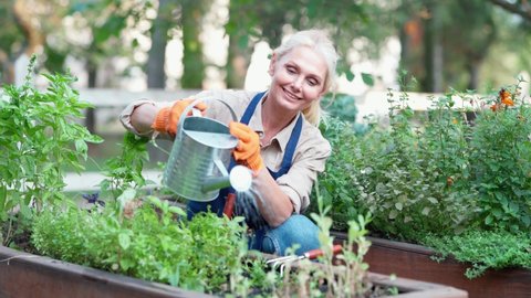 Happy mature woman gardener wearing apron and protective gloves watering flowers or plant and smiling, female farmer enjoying working at her garden
