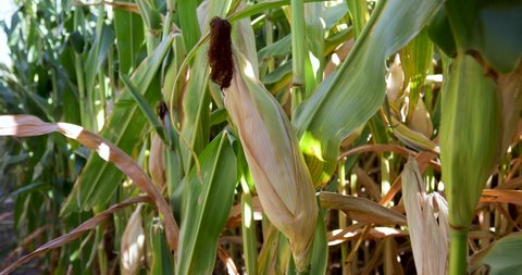 Ear of Corn on Corn Stalk in Cornfield, Closeup