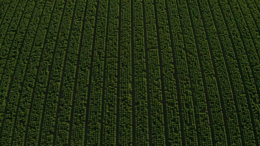 Aerial shot of farm in Salinas Valley, CA.