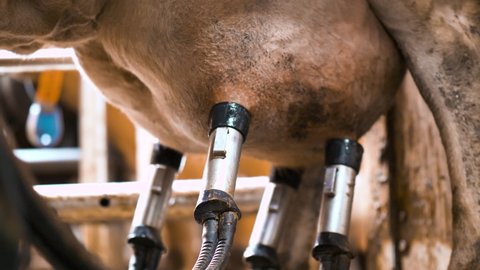 Hands setting a Milking machine pump on a cow, inside a modern milk factory barn, in Iceland