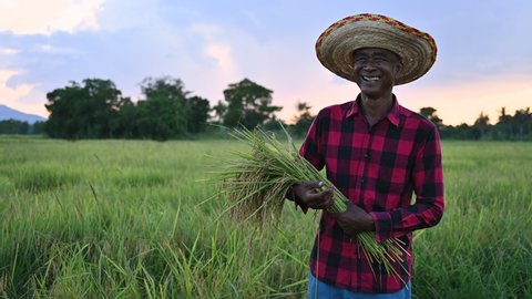 4K footage of senior Asian farmer with smiling standing on rice field