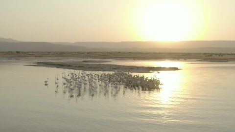 Drone video of wildlife de flamingos on an island in a lake at sunset where you can see clouds, sun, savannah, mountains in the background and beautiful landscape. Aerial shot Tanzania.