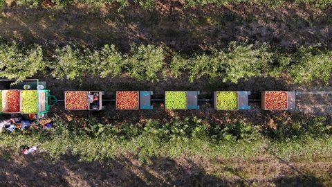 Apple crop. apple harvesting. aero, top view. farmers pick ripe apples from trees in orchard. tractor stands between apple tree rows and carries large wooden boxes with freshly picked apples. autumn