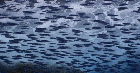 silversides hiding behind secret rocks  under sun shine and beams underwater silverside fish school wavy sea protection ocean scenery