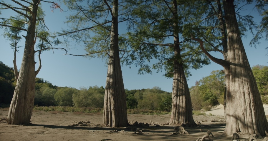 powerful majestic trees in the park on a sunny day.
