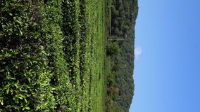 tea plantation landscape nature. growing tea, harvest vertical video