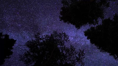 Trees rotate as Milky Way holds still behind trees - 4K Timelapse