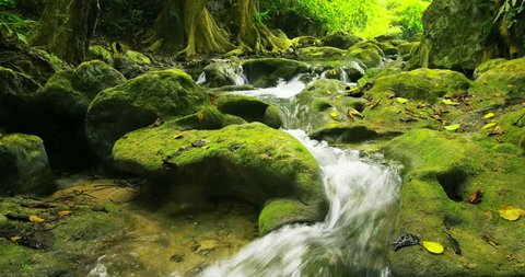 Green and wet mossy stones and rocks along mountain river stream with many curved cascades and small waterfalls surrounded by greenery of forest vegetation 