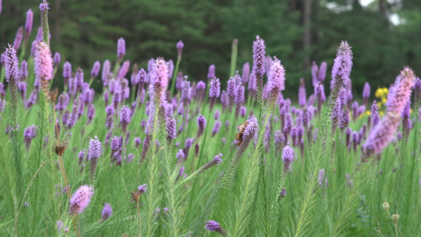 Butterflies and bees flutter among blooming Liatris flowers, aka Blazing Star, a native North American wildflower that attracts pollinators. Royalty-Free Stock Footage #1060182986