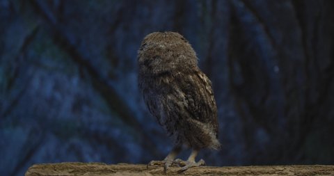 Small baby owl is sitting on a tree branch and looking around, night animal, 4k