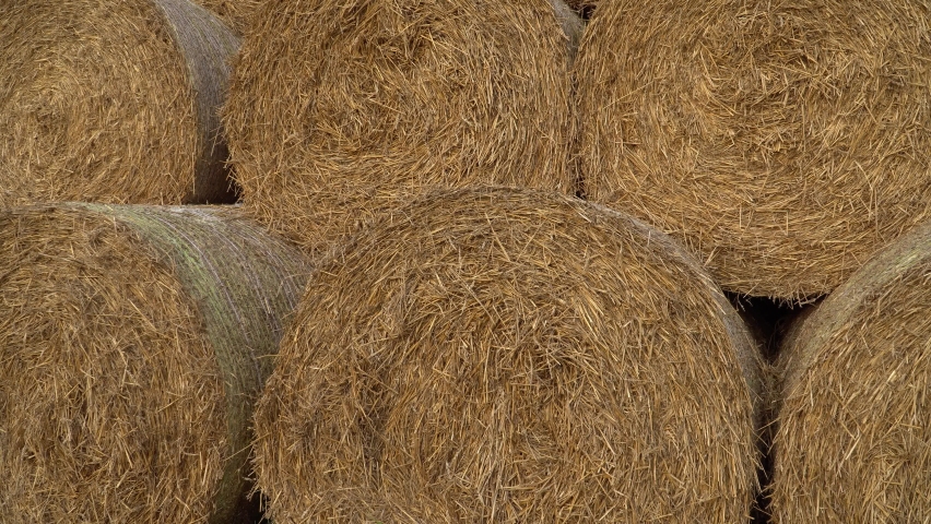 Bale of hay tied with string. Fodder for. - Royalty Free Vid