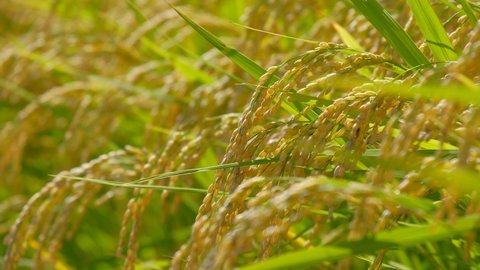 Ears of rice swaying in the wind just before the harvest