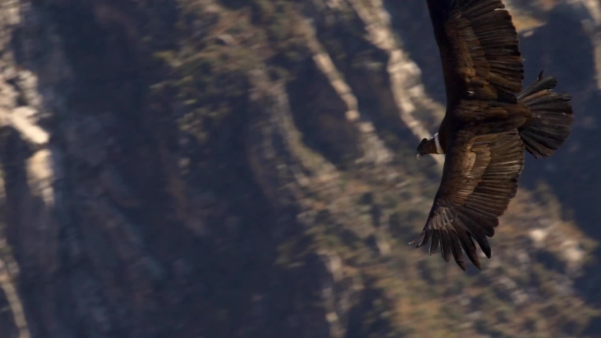 A condor (Vultur gryphus) flies in the Colca Canyon. The adult male is approximately up to 55 inches tall and 130 inches wide with outstretched wings. Arequipa. Peru. Royalty-Free Stock Footage #1060189202