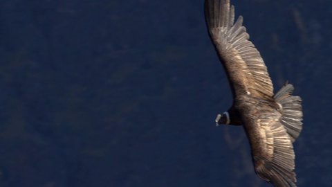 A condor (Vultur gryphus) flies in the Colca Canyon. The adult male is approximately up to 55 inches tall and 130 inches wide with outstretched wings. Arequipa. Peru.