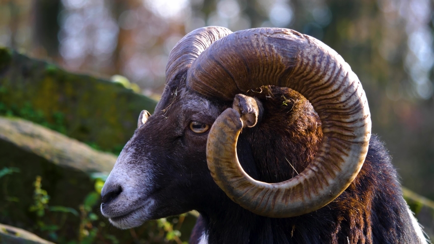 Close up of the head of a mouflon ram on sunny day in autumn.	
 | Shutterstock HD Video #1060194533