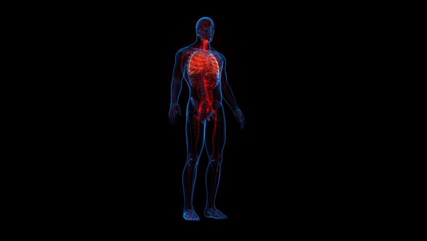 respiratory system of the human body animation