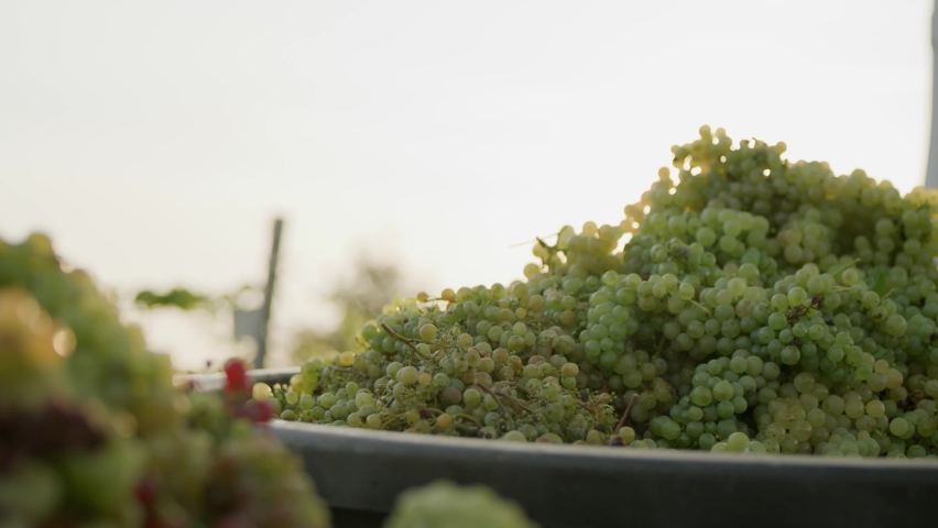 Green Grapes Bunch Collected  Close Up in Bucket at Sunset Collected Autumn Time Wine Making Harvest Close up Natural Healthy Fruit Royalty-Free Stock Footage #1060195784