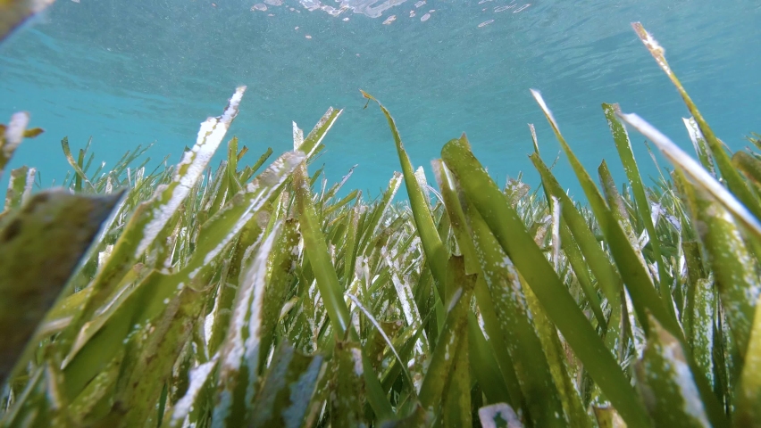 Moving over seagrass under water surface, Neptune grass Posidonia Oceanica, Mediterranean sea, France | Shutterstock HD Video #1060196024