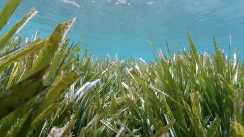 Moving over seagrass under water surface, Neptune grass Posidonia Oceanica, Mediterranean sea, France