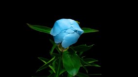 Beautiful blue Peony background. Blooming peony flower open, time lapse 4K UHD video timelapse. Easter, spring, valentine's day, holidays concept