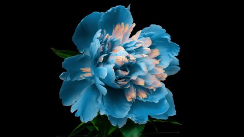 Beautiful blue Peony background. Blooming peony flower open, time lapse 4K UHD video timelapse. Easter, spring, valentine's day, holidays concept