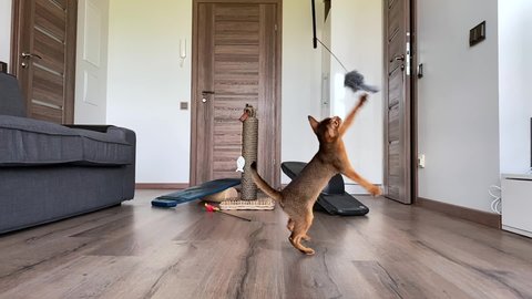 Cute Abyssinian cat playing indoors with different toys, jumping around. Cute sweet cheerful cat. 