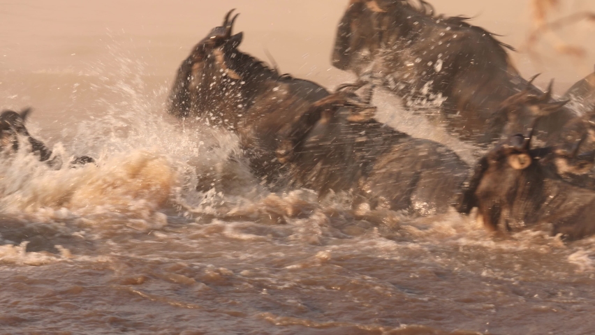 Great Wildebeest Migration crossing the Mara River, side shot, good light, Serengeti, Tanzania Royalty-Free Stock Footage #1060199453